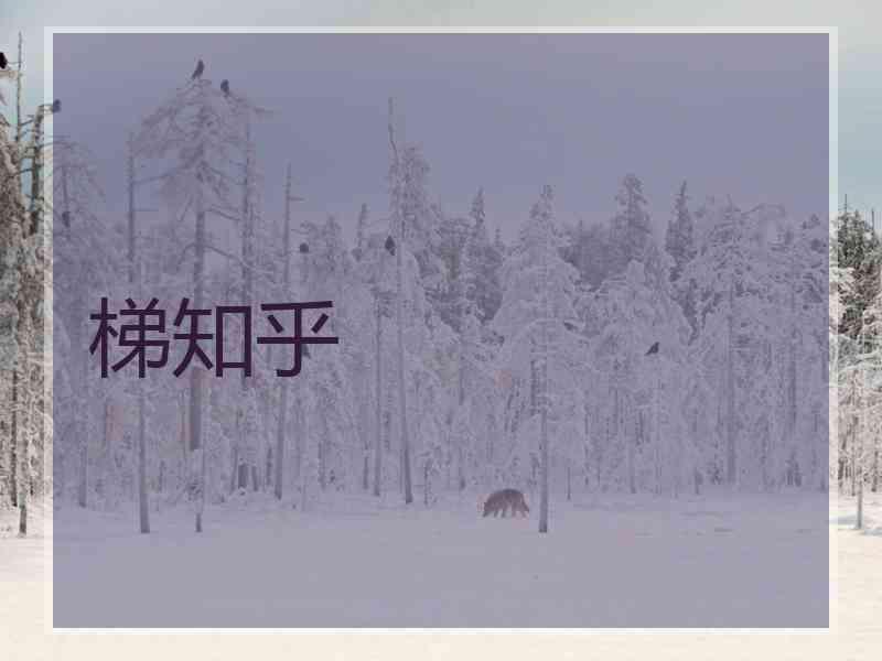 梯知乎