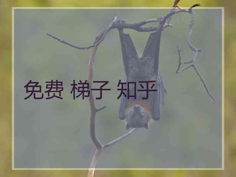 免费 梯子 知乎