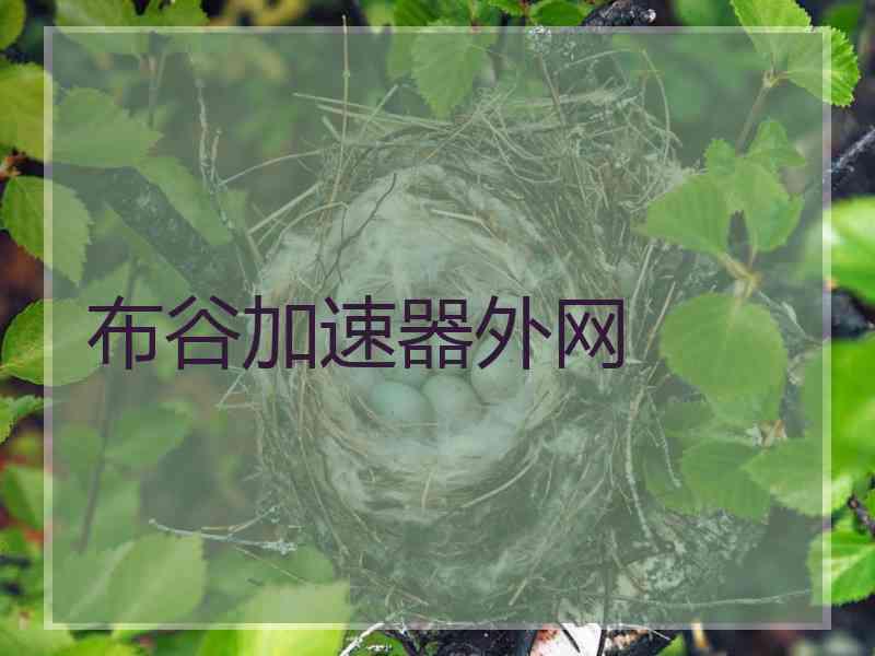 布谷加速器外网