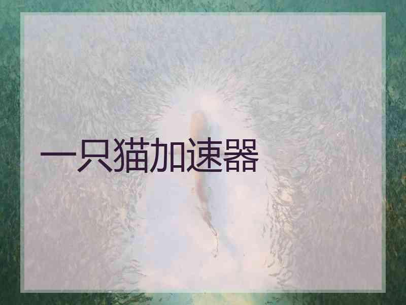 一只猫加速器