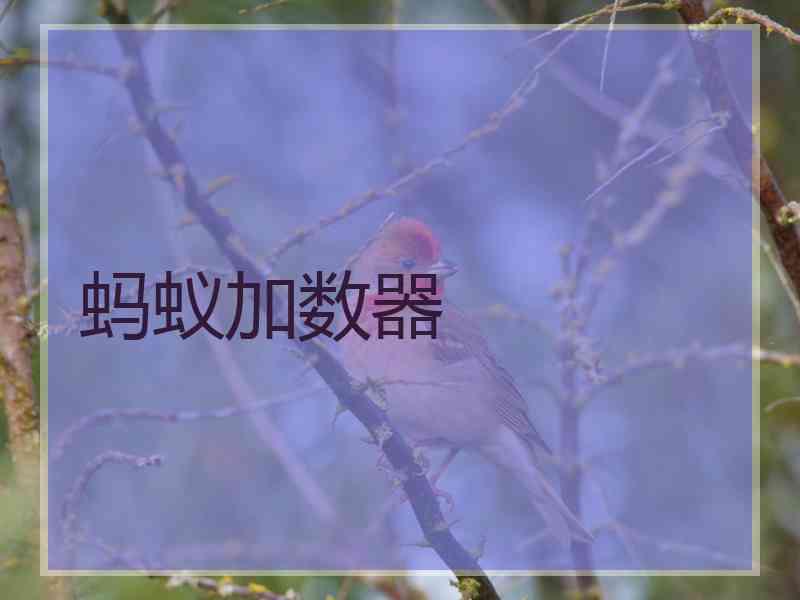 蚂蚁加数器