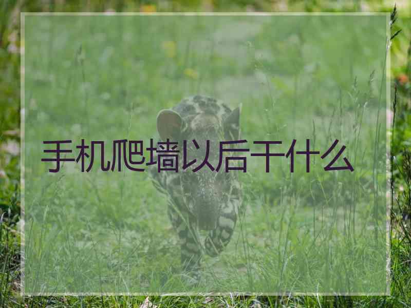 手机爬墙以后干什么