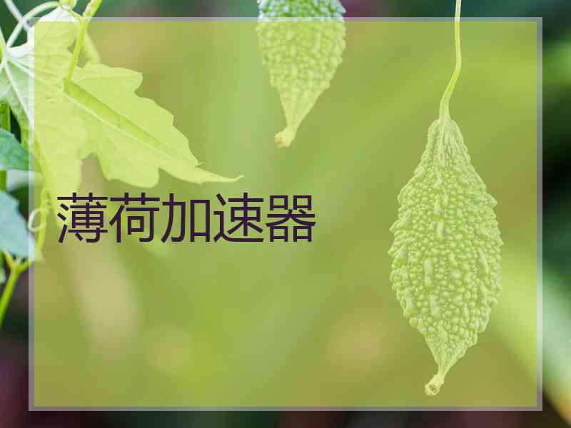 薄荷加速器