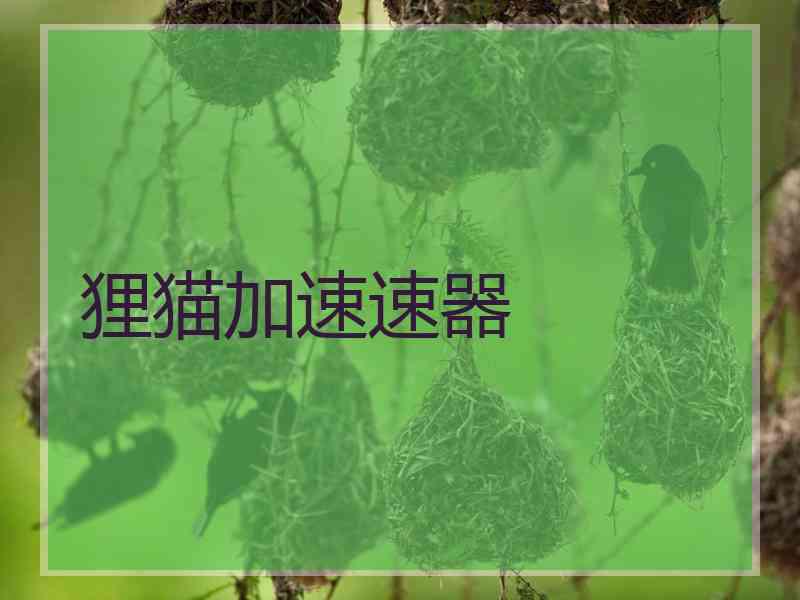 狸猫加速速器